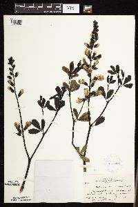 Baptisia lactea image