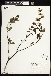 Baptisia lactea image