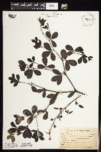 Baptisia lactea image