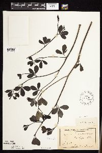 Baptisia lactea image