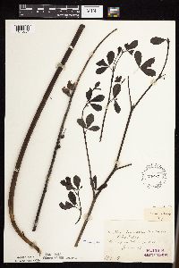 Baptisia lactea image