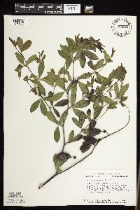 Baptisia lactea image