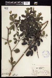 Baptisia lactea image