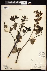 Baptisia lactea image