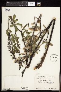 Baptisia lactea image