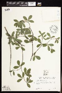 Baptisia lactea image