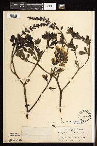 Baptisia lactea image