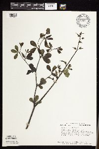 Baptisia lactea image