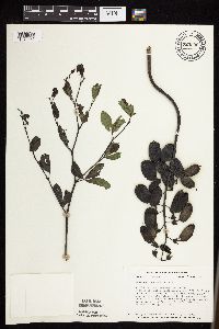 Baptisia lactea image