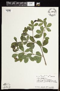 Baptisia lactea image