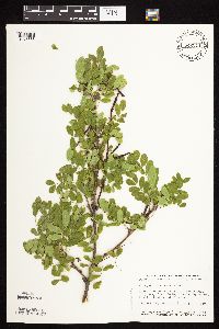 Caragana arborescens image