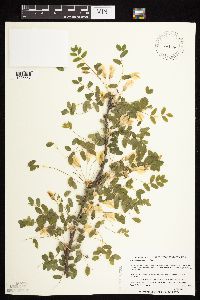 Caragana arborescens image