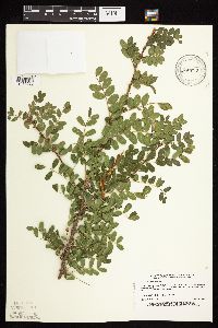 Caragana arborescens image