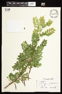 Caragana arborescens image
