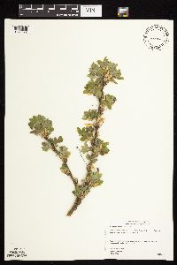 Caragana arborescens image