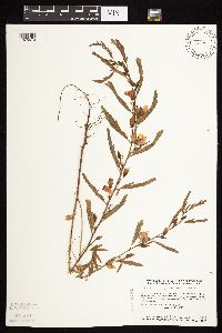 Chamaecrista fasciculata image