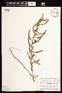 Chamaecrista fasciculata image