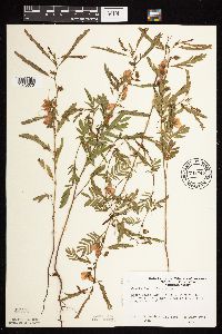 Chamaecrista fasciculata image