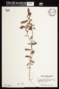 Chamaecrista fasciculata image