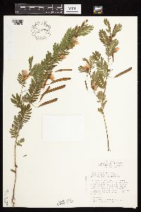 Chamaecrista fasciculata image