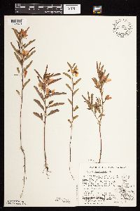 Chamaecrista fasciculata image