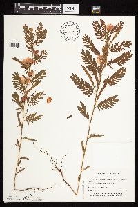 Chamaecrista fasciculata image