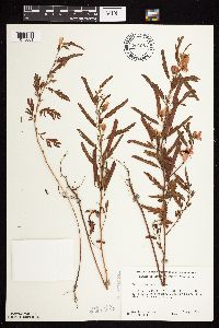 Chamaecrista fasciculata image