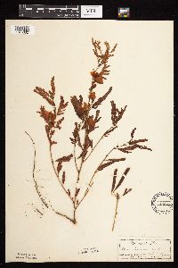 Chamaecrista fasciculata image