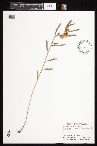 Chamaecrista fasciculata image