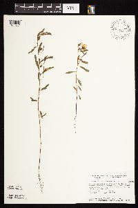 Chamaecrista fasciculata image