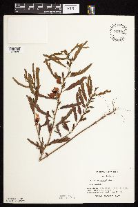 Chamaecrista fasciculata image