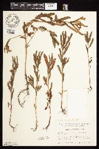 Chamaecrista fasciculata image