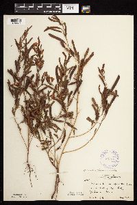 Chamaecrista fasciculata image