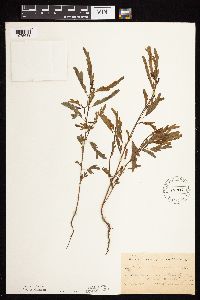 Chamaecrista fasciculata image