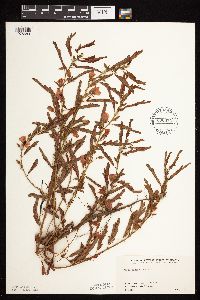 Chamaecrista fasciculata image