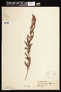 Chamaecrista fasciculata image