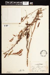 Chamaecrista fasciculata image