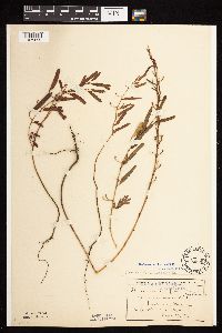 Chamaecrista fasciculata image