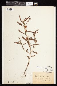 Chamaecrista fasciculata image