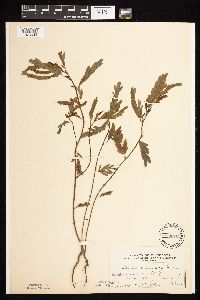 Chamaecrista fasciculata image