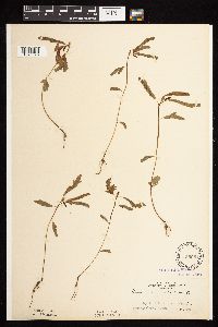 Chamaecrista fasciculata image