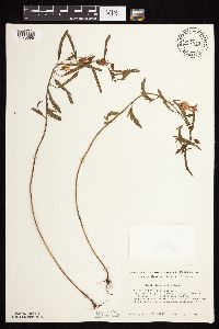 Chamaecrista fasciculata image