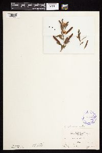 Chamaecrista fasciculata image