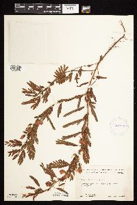 Chamaecrista fasciculata image