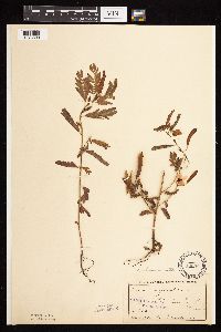 Chamaecrista fasciculata image