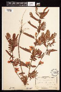 Chamaecrista fasciculata image