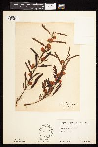 Chamaecrista fasciculata image