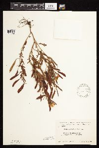 Chamaecrista fasciculata image