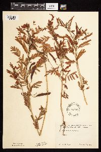 Chamaecrista fasciculata image