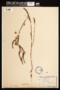 Chamaecrista fasciculata image